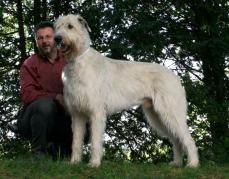 Irischer Wolfshund - Irish Wolfhound